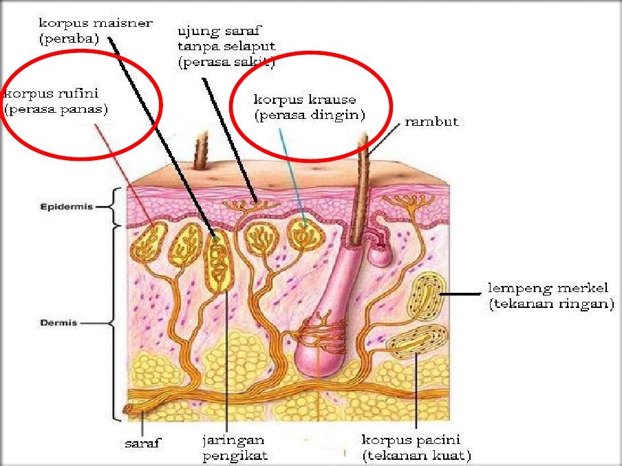 Reseptor krause pada kulit mendeteksi rangsangan
